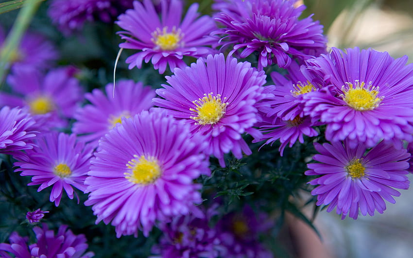 Asters, purple, graphy, , nature, flowers, beauty HD wallpaper