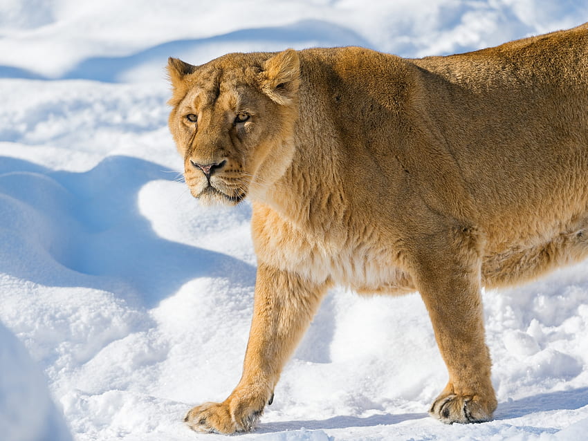 Animals, Snow, Muzzle, Lion, Lioness, Anger HD wallpaper