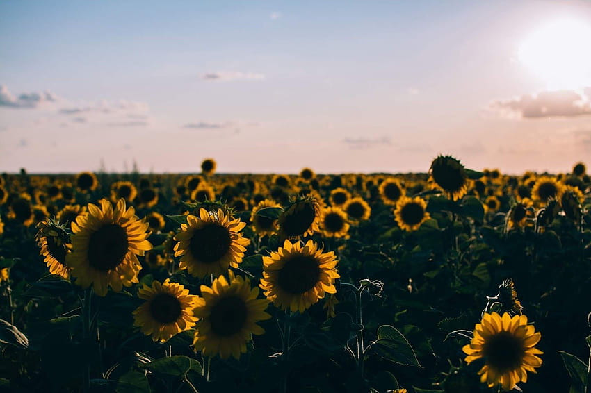 laptop aesthetic . Computer , Cute , Laptop, Yellow Flowers Aesthetic HD wallpaper