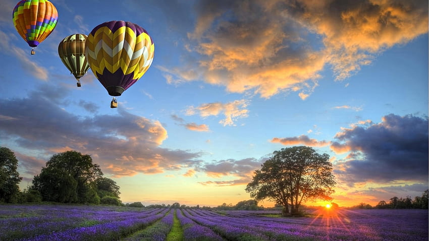 Balon Udara Di Atas Lapangan Lavender, ungu, lavender, ladang, alam, oranye, matahari terbenam, balon udara Wallpaper HD