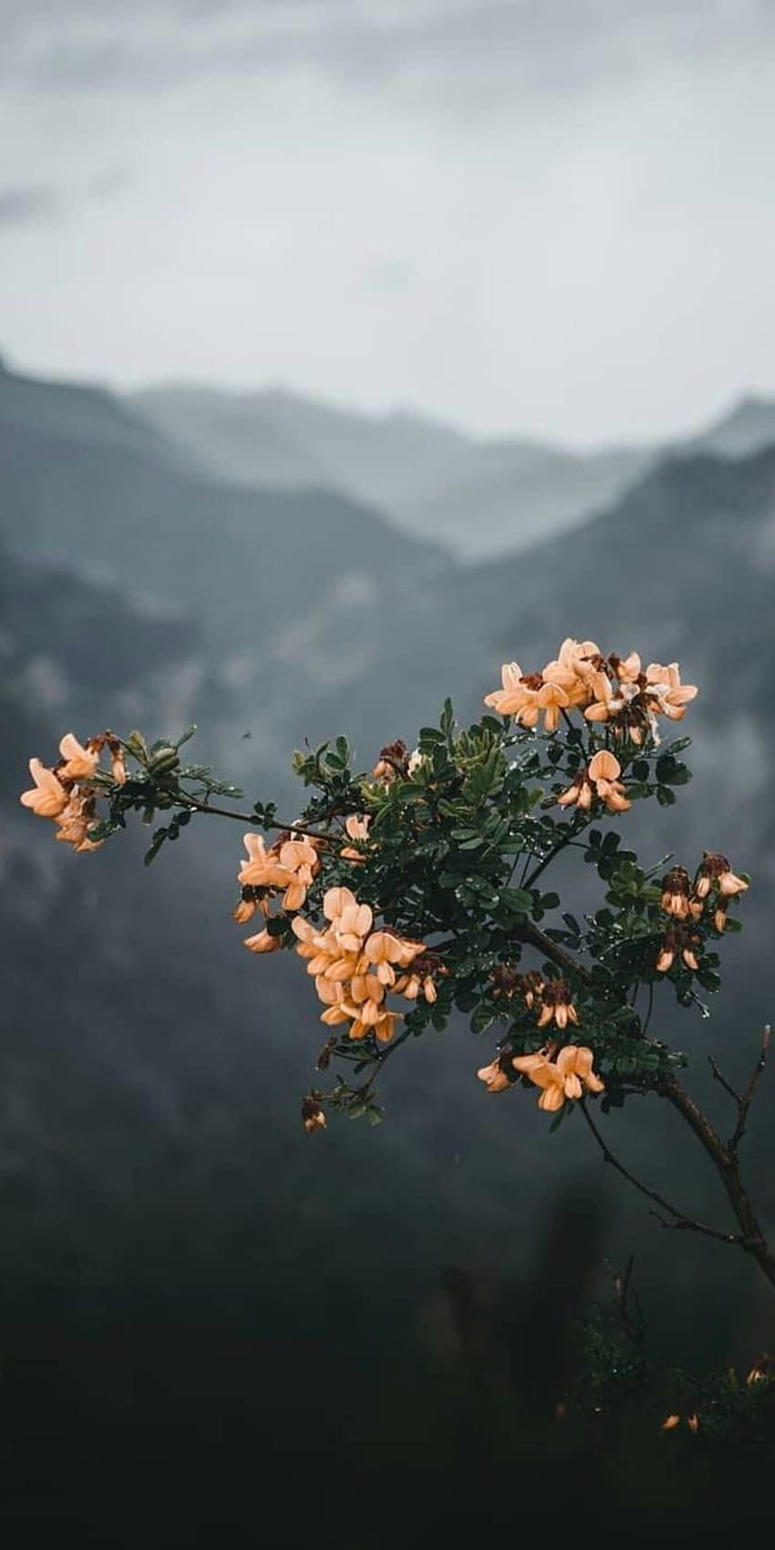 우리는 디자인에서 자연 현상을 활용하고 표현하는 것을 목표로 합니다. 왁싱으로 자연의 아름다움을. 자연, 배경, 배경, Pinterest 자연 HD 전화 배경 화면