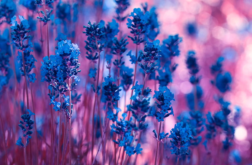 Blumen, Makro, Lavendel, Stiele HD-Hintergrundbild