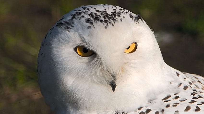 snowy owl, white, snowy, bird, owl HD wallpaper