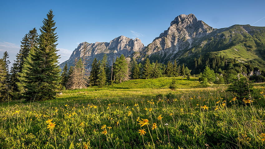 Alps Austria Nature Spruce mountain Meadow, Austrian Alps HD wallpaper