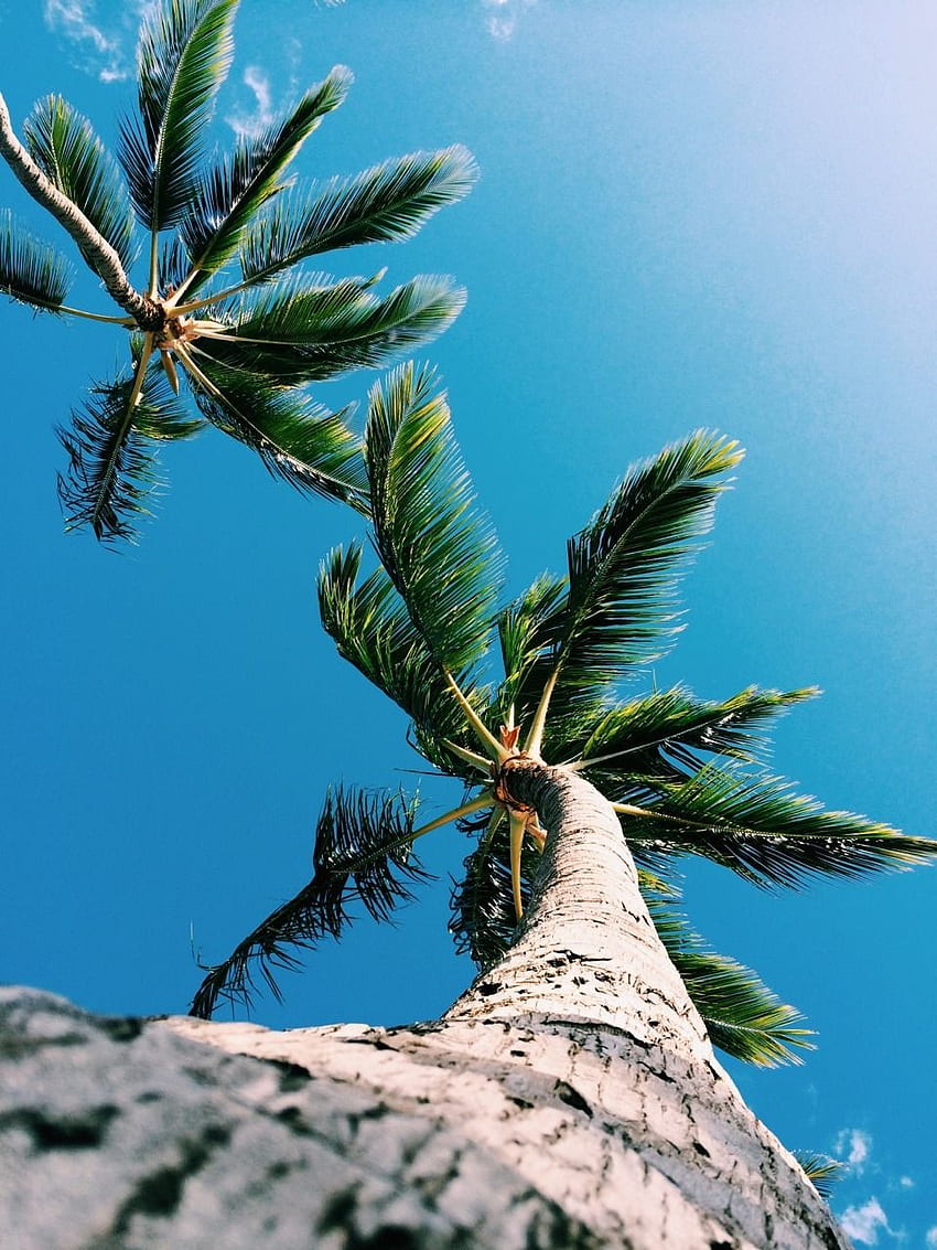 iPhone . Tree, Sky, Blue, Vegetation, Palm tree, Woody plant, Hawaii Palms HD phone wallpaper