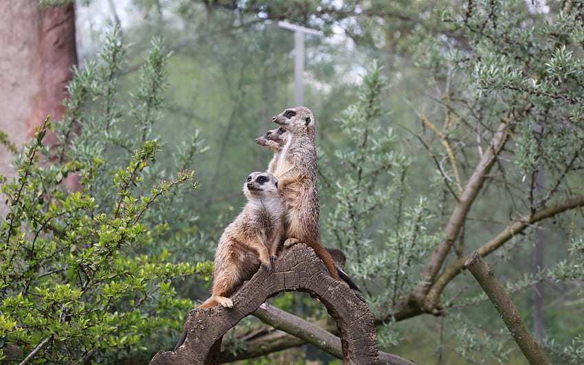 Meerkats, animal, nature, forest HD wallpaper