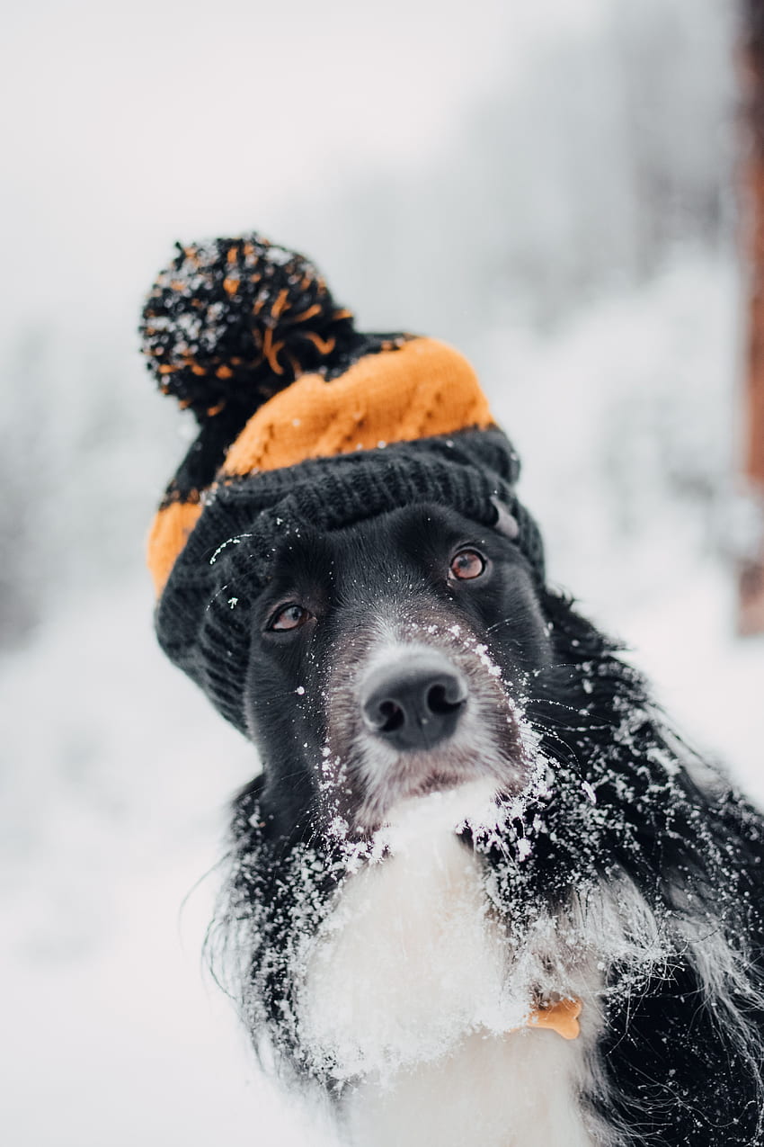動物, 冬, 雪, 犬, 銃口, ぼかし, 滑らかな, キャップ HD電話の壁紙