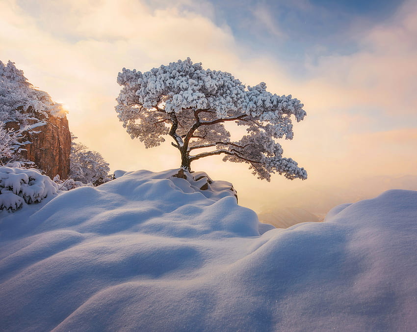 Başka Bir Yıl, Başka Bir Frost Kaplı Çam Ağacı, Daedunsan, Güney Kore (OC) () : R EarthPorn, Korean Winter HD duvar kağıdı
