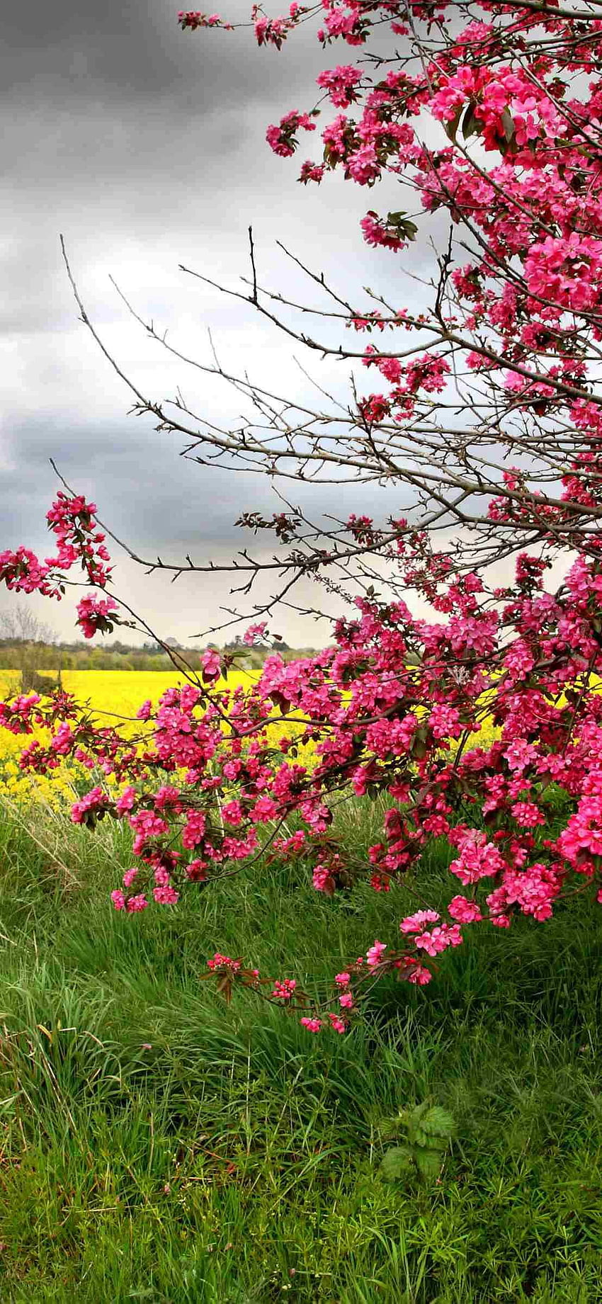 iPhone Цветно пролетно дърво с розови цветя с жълти полски растения по-зелена трева. Розови цъфтящи дървета, Розови цветя, Пролетно дърво, Розова гора Телефон HD тапет за телефон
