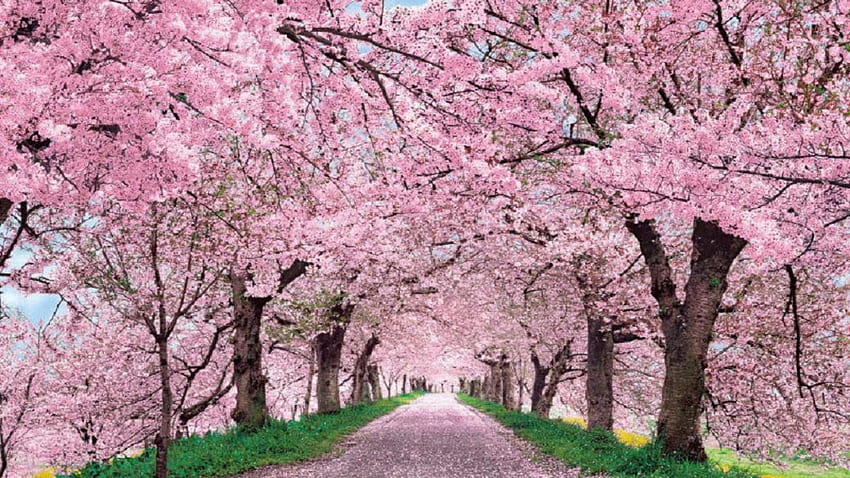 Schöner rosafarbener japanischer Sakura-Baum Best Of Cherry HD-Hintergrundbild