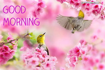 Good Morning WhatsApp Video Clip, Pics, Msg, SMS, jian birds that fly ...