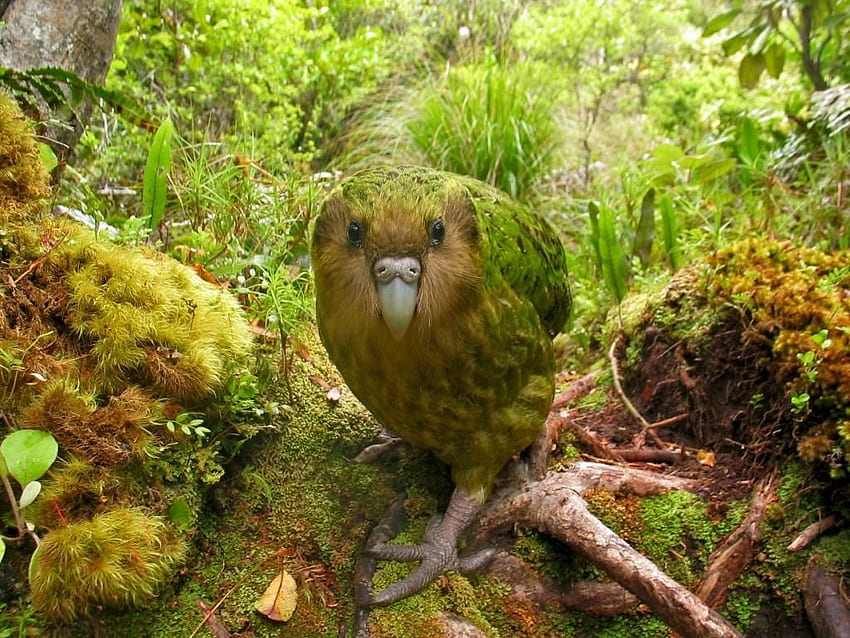 Kakapo Bird . Kakapo Bird Wall, Kea HD wallpaper