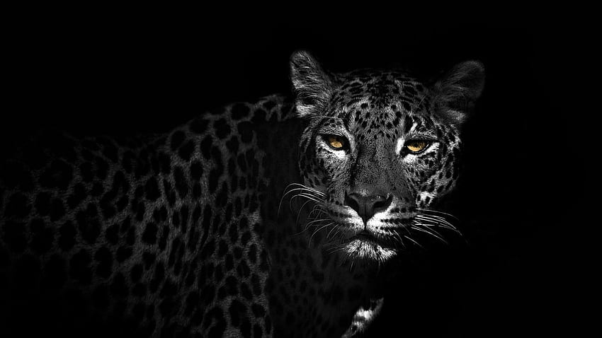 Black Leopard, Leopard Black and White HD wallpaper