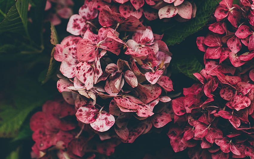 hydrangea, pink, flowers HD wallpaper