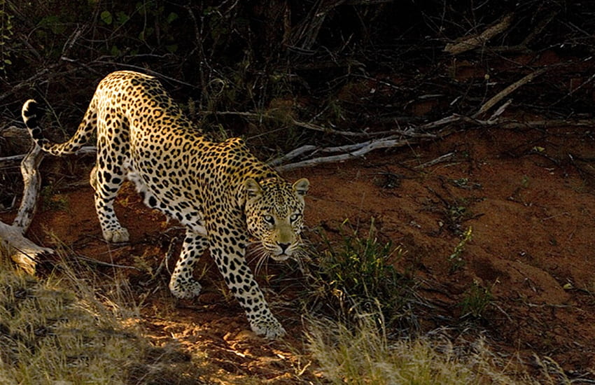 À espreita, grandes felinos, leopardo, espreita papel de parede HD