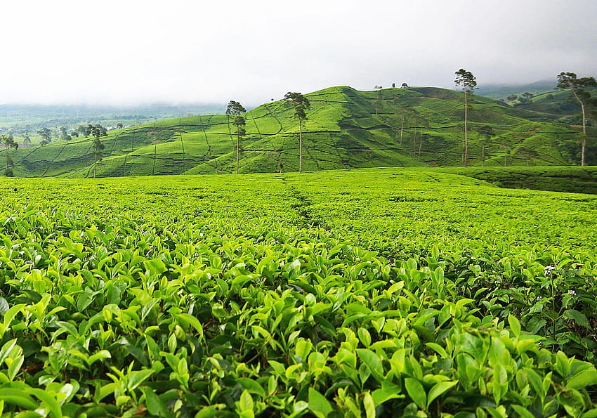 Tea Garden, Tea Plantations HD wallpaper