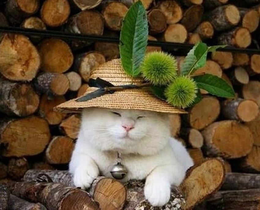 Chcę ładny :) :) , dzwonek , drewno , kot , kapelusz , kasztany Tapeta HD