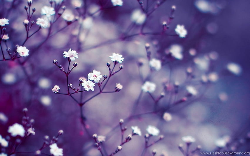 흰색 보라색 꽃 배경, 보라색과 흰색 HD 월페이퍼