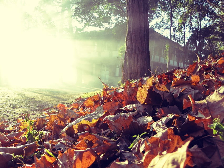 Nature, Autumn, Leaves, Shine, Light, Wood, Tree, House, Earth, Land HD wallpaper