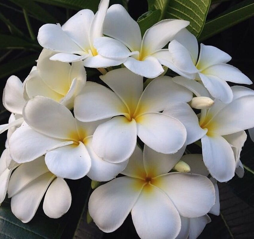 White Plumerias, White, Flowers, Closeup, Plumerias HD wallpaper | Pxfuel