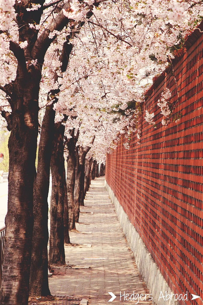 Wiosna to moja ulubiona pora roku w Korei! kwiaty wiśni Tapeta na telefon HD