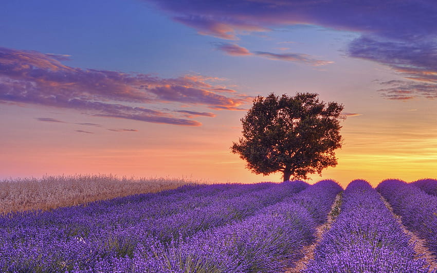 Englisches Lavendelfeld mit Baum bei Sonnenuntergang, Valensole, Alpes De, Provence Frankreich HD-Hintergrundbild