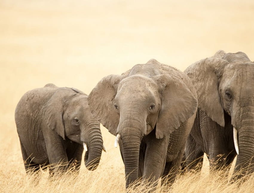 слонове, животно, природа, животни HD тапет