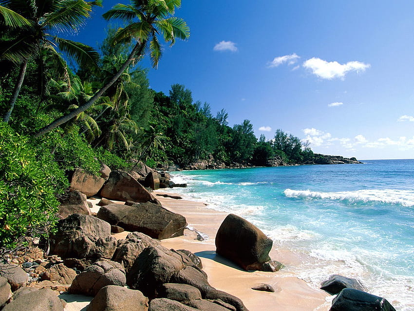 paisagem, árvores, mar, praia, palmeiras, verão papel de parede HD