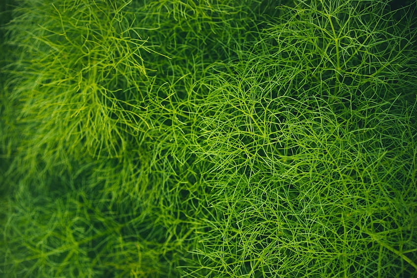 Grass, green threads, lawn, threads HD wallpaper