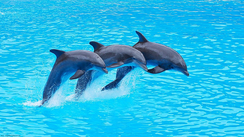 Dolphin , 36 Best of Dolphin, High, Amazing Dolphin HD wallpaper