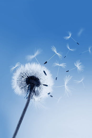 10000 Dandelion Plant Pictures and Images in HD  Pixabay