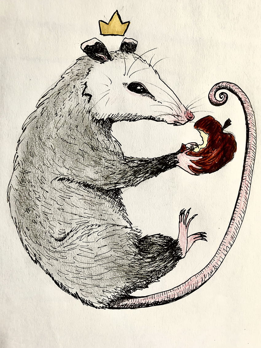 Opossum Art [1920x1080] [OC] : r/wallpapers