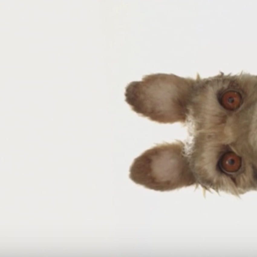 Wes Anderson Announces New Stop Motion Movie, Isle Of Dogs HD phone wallpaper