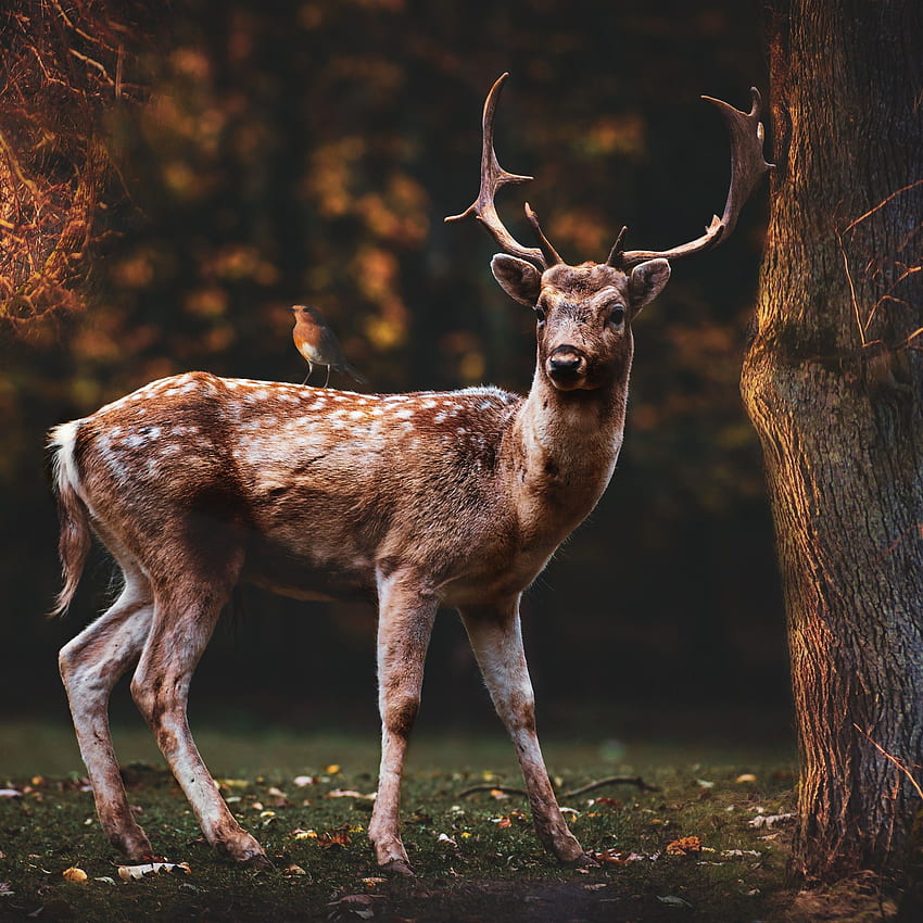 Fallow deer , Squirrel, Bird, Trees, Forest, Autumn, , , Animals, Autumn Deer HD phone wallpaper