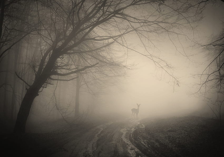 Deer, Dark Forest, Tree, Path, Dirt, Creepy, Misty HD wallpaper