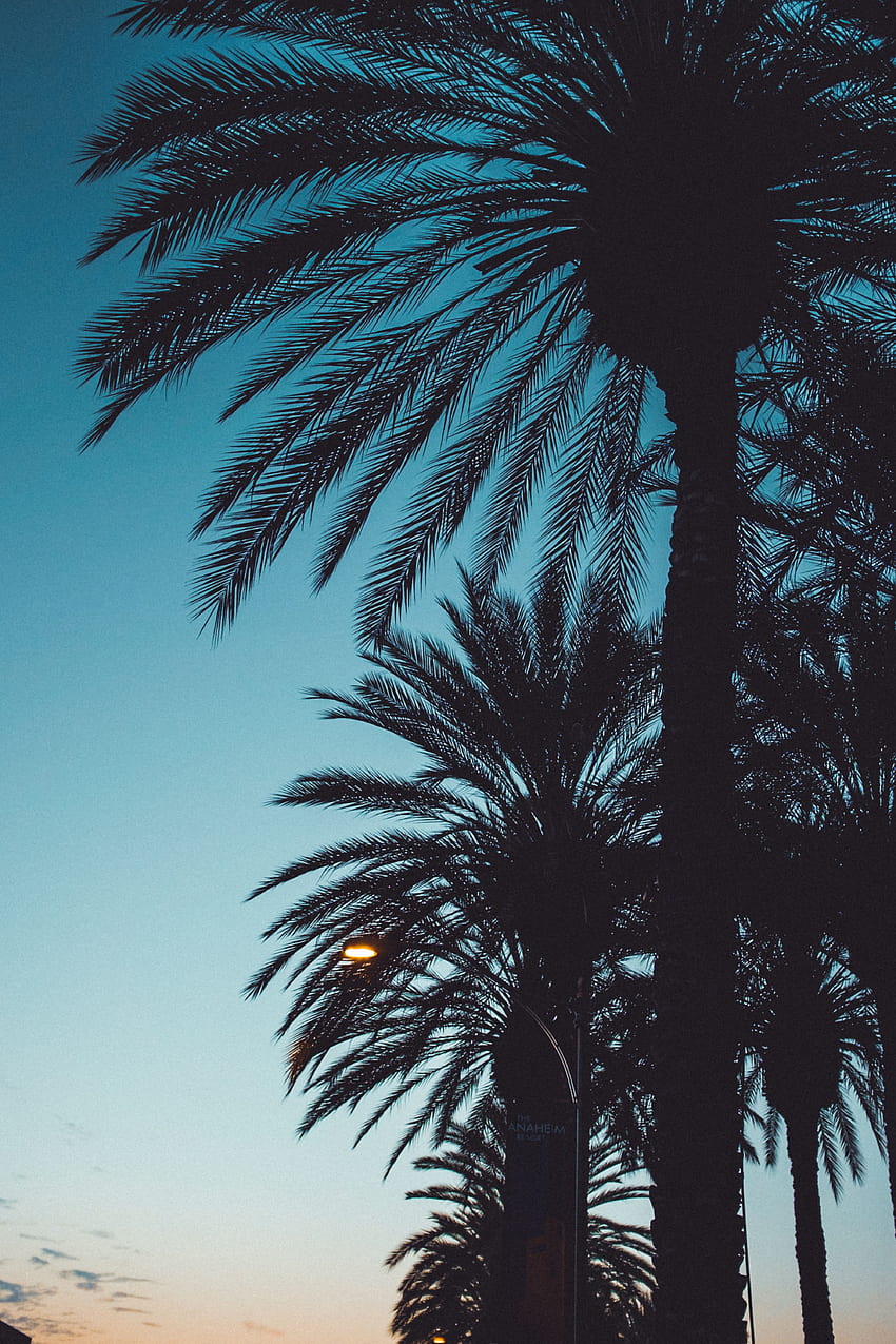 Bäume, Sonnenuntergang, Himmel, Blätter, Palmen, dunkel, Silhouetten HD-Handy-Hintergrundbild