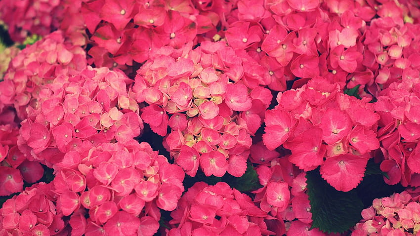 Dark Pink Flowers HD wallpaper | Pxfuel