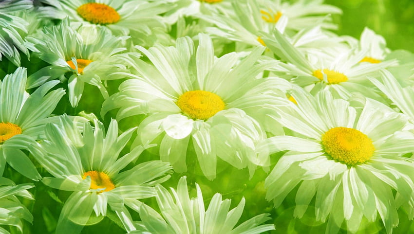 Green Daisies, freshness, green, meadow, spring, tranparent, beauty HD wallpaper