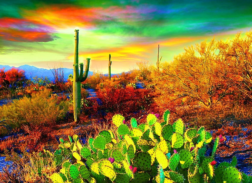 Пустинни цветове, растения, облаци, небе, кактус, залез HD тапет