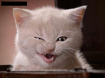 Fuuny Of Cat For Face Book [] for your , Mobile & Tablet. Explore Funny  Faces . Best Funny , Funny Facebook HD wallpaper | Pxfuel