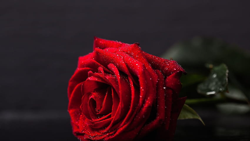 Red Rose Black Background, Black Aesthetic Rose HD wallpaper | Pxfuel