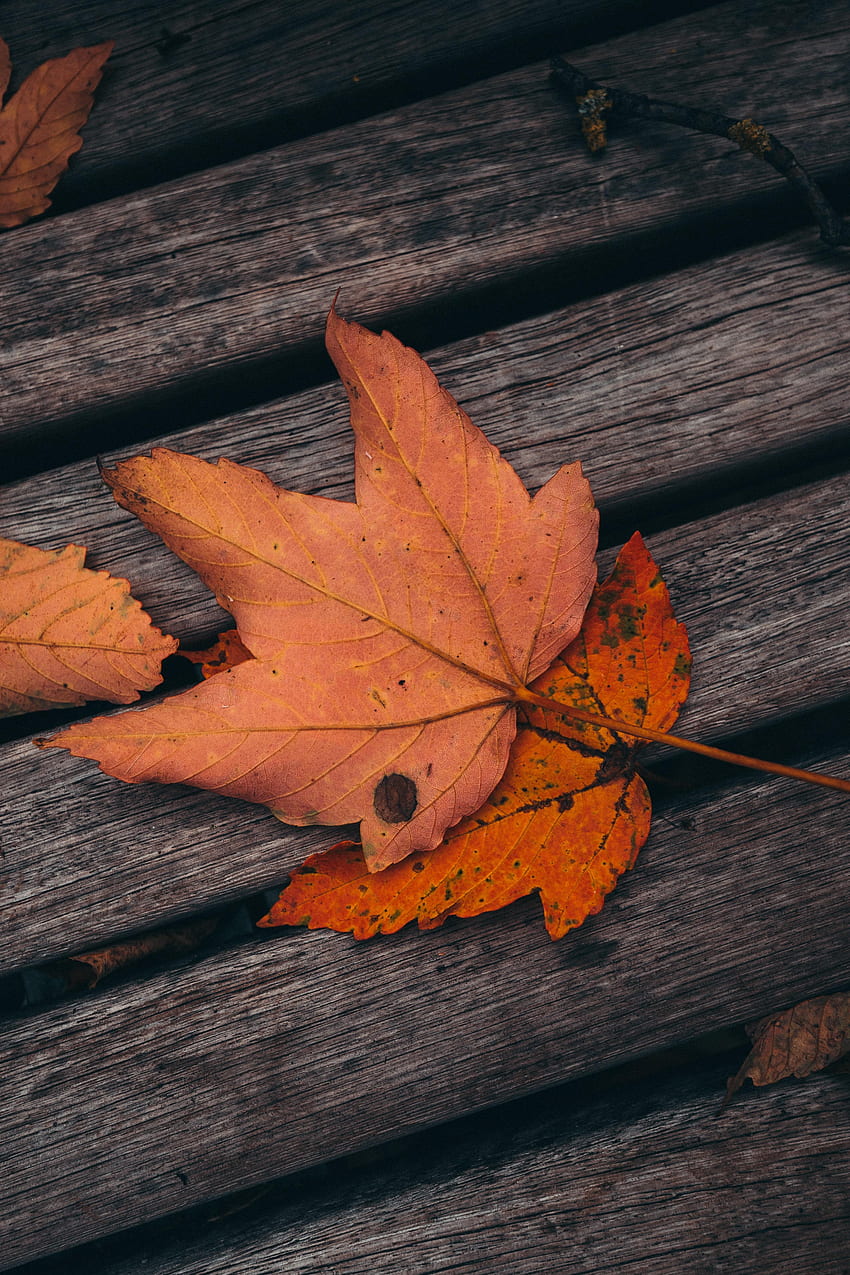 Autumn, Leaves, , , Wood, Wooden, Maple, Planks, Board HD phone wallpaper