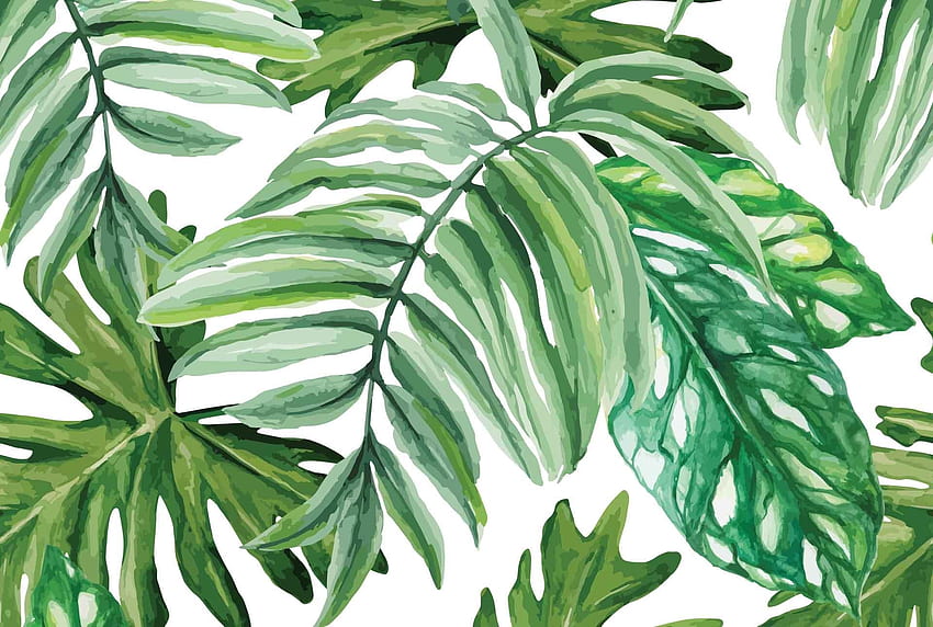 Green Tropical Leaves, Monstera HD wallpaper