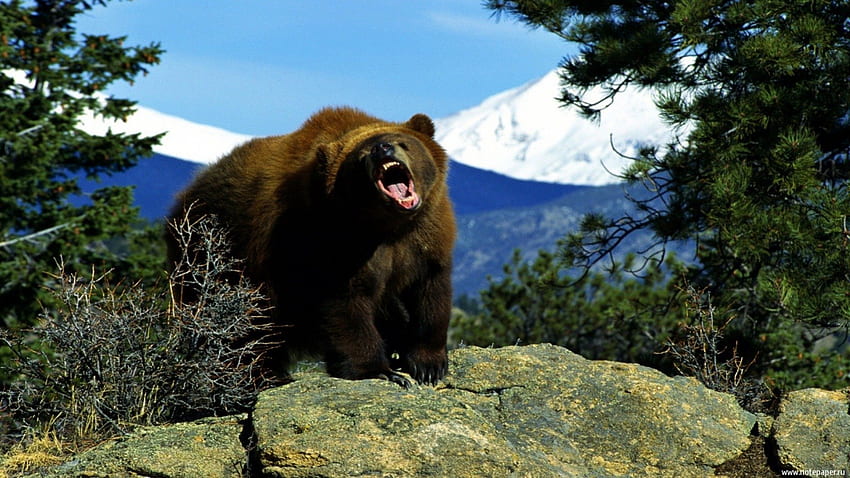 Ядосан гризли, мечки, диви животни, гризли, природа, планина HD тапет
