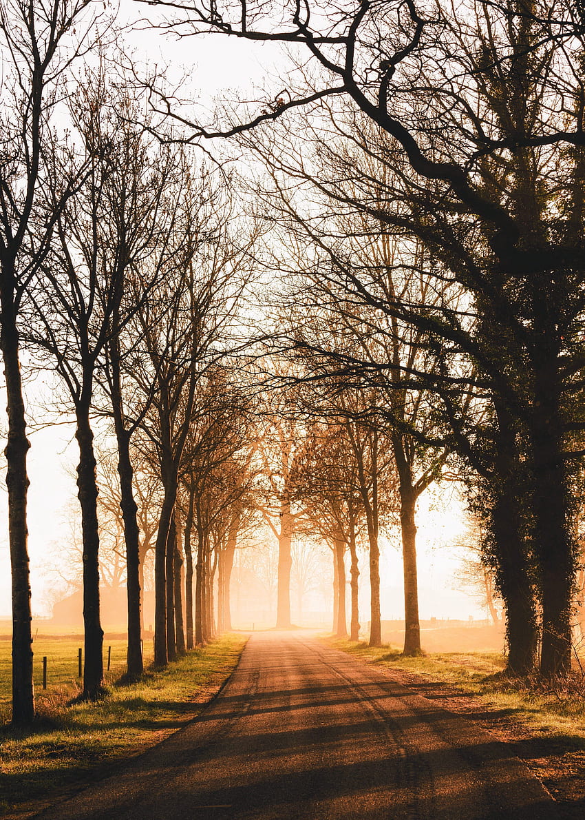 Nature, Trees, Road, Alley, Sunlight HD phone wallpaper