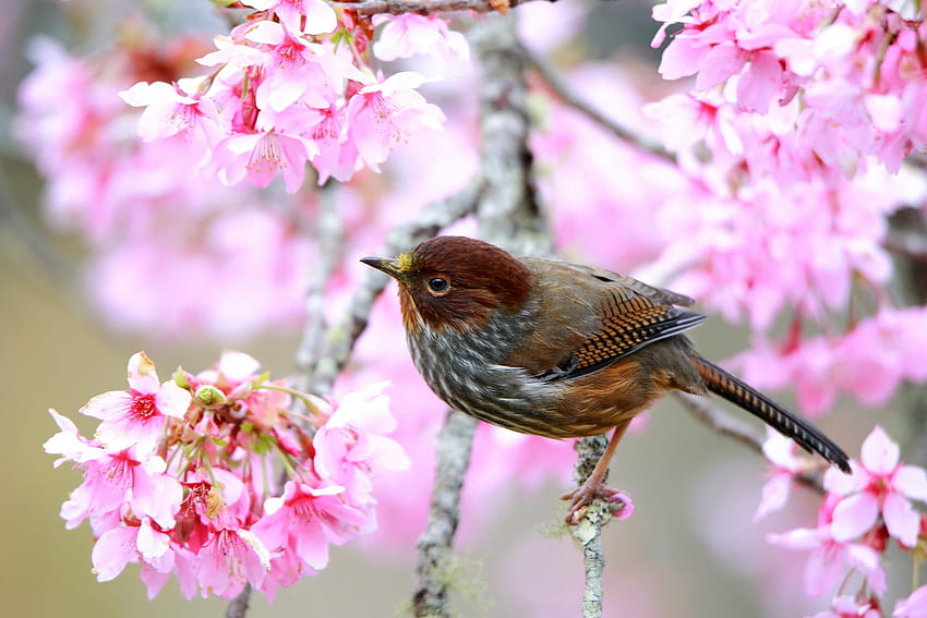 새, 귀여운, 파사레, 봄, 가지, 분홍색, 갈색, 꽃, 꽃 HD 월페이퍼
