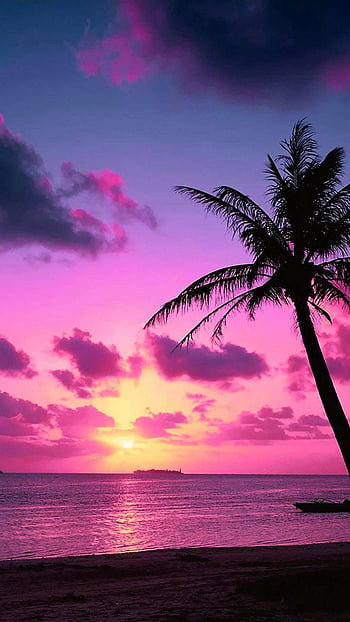 Tahiti Sunset beach palms pink purple sea seaview shadown sky  sunset HD phone wallpaper  Peakpx