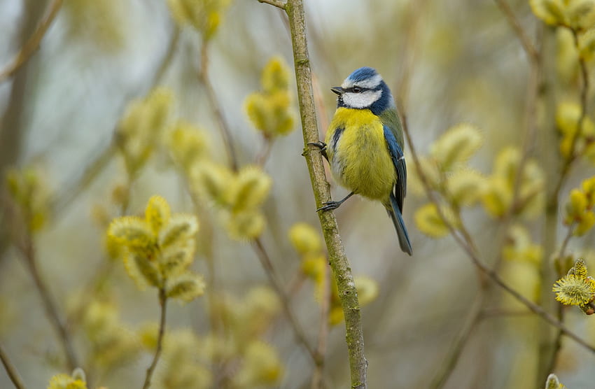 Great Tit, bird, spring, blue tit, flower, yellow, willow, pitigoi, pasari HD wallpaper