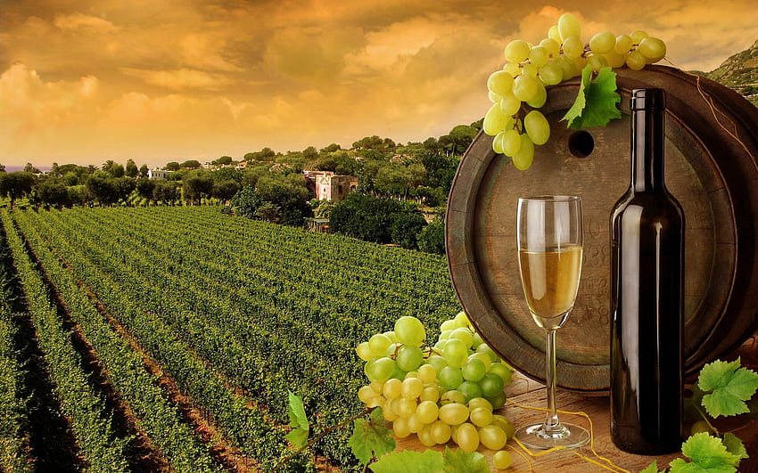 Sula Vineyards, Wine Country HD wallpaper