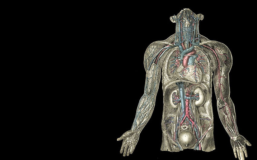 Human Anatomy, Biomedical Engineering HD wallpaper